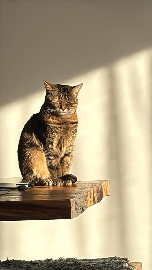 Super lieve poes bijna 4 jaar oud, Dieren en Toebehoren, Katten en Kittens | Raskatten | Korthaar