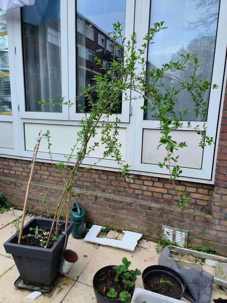 Goji bessen plantjes groot pot15€, Minder dan 100 cm, Overige soorten, In pot, Ophalen of Verzenden