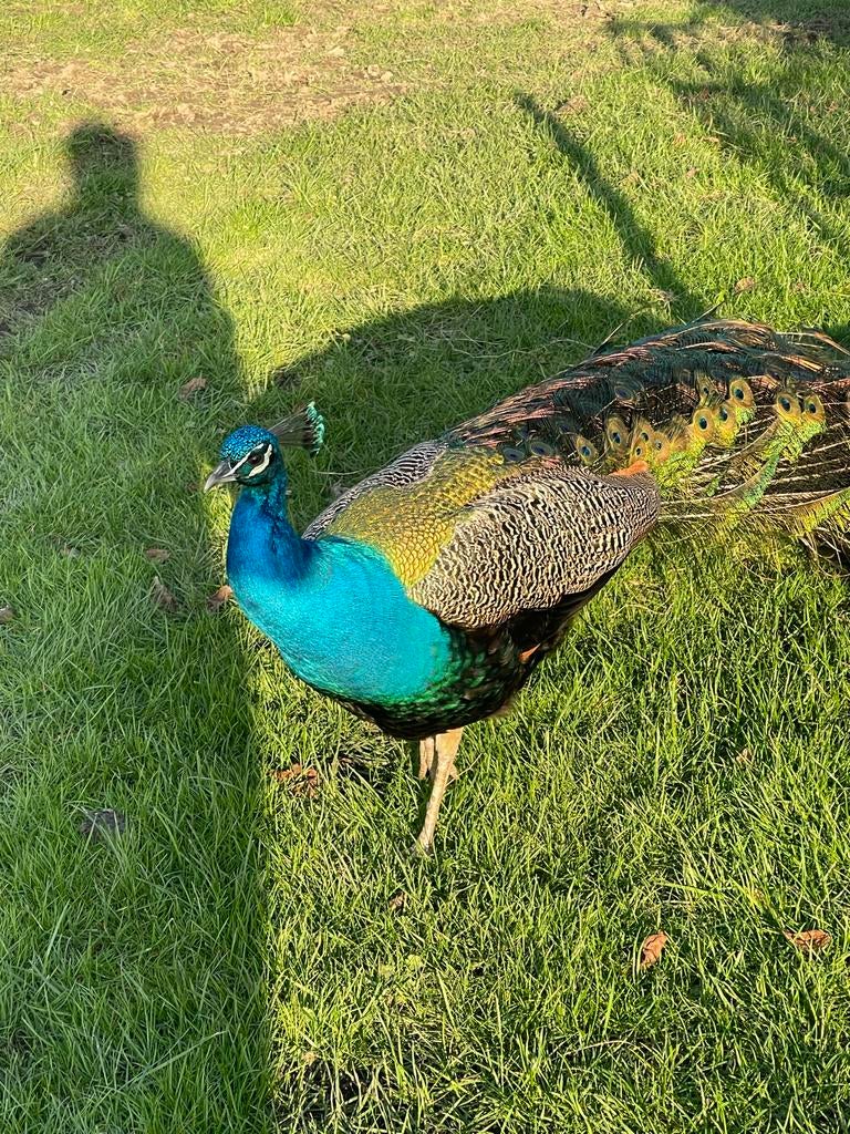 Pauw mannetje met prachtige veren, Dieren en Toebehoren, Januari, Mannelijk