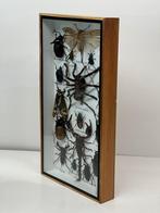 Opgezette insecten in lijst 36 x 20 x 3.5 cm