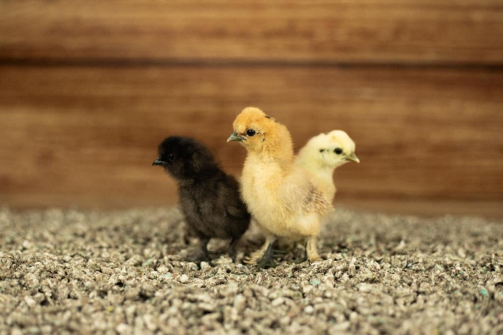 Zijdehoender kippen kuikens kriel | Gesekst en Ingeënt, Vrouwelijk, Kip