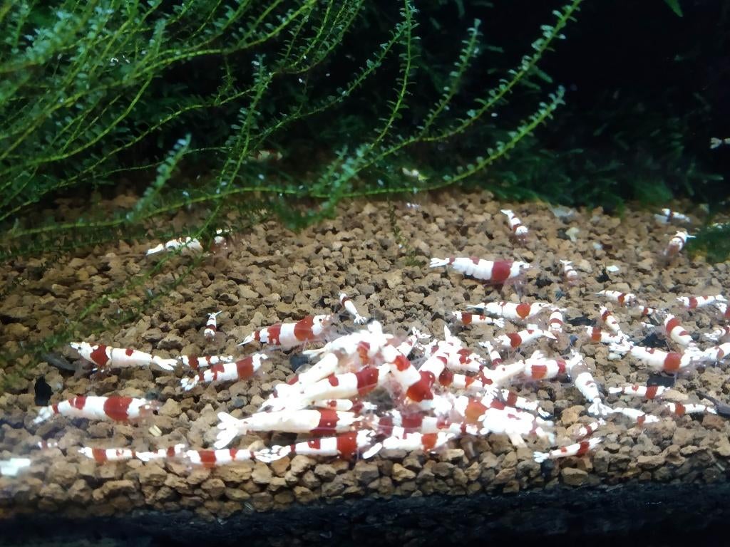 Crystal red , high grade , Hinomaru PRL, Dieren en Toebehoren, Vissen | Aquariumvissen, Kreeft, Krab of Garnaal