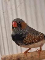 Zebravink   blackface 2025, Mannelijk
