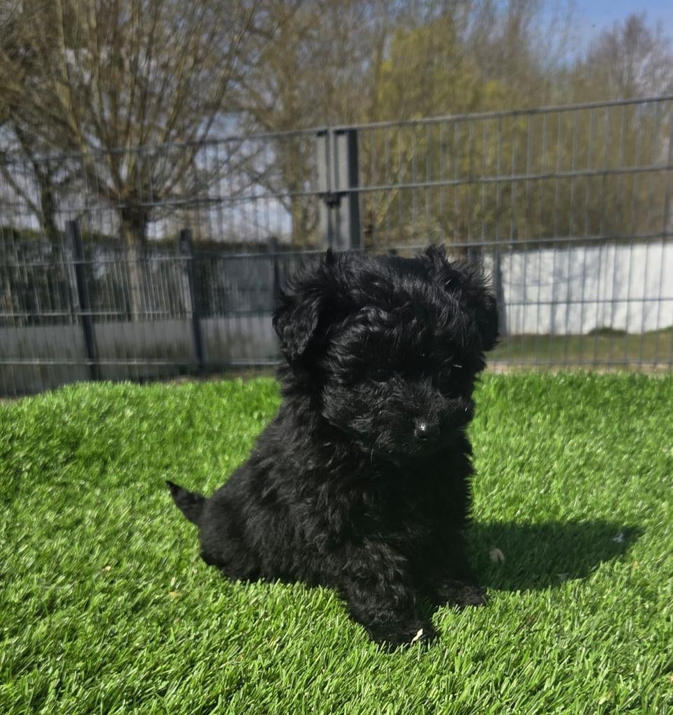 POMAPOO PUPS  (pomeriaan x dwerg poedel), Dieren en Toebehoren, Parvo, Nederland, 8 tot 15 weken, Meerdere