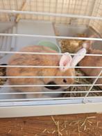 2 konijntjes, Meerdere dieren, Dwerg