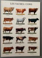 Kaart met verschillende Koeien soorten, Ophalen of Verzenden, Ongelopen