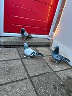 Postduiven en Takla duivin te koop., Dieren en Toebehoren, Meerdere dieren, Postduif