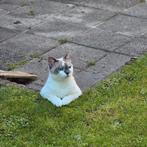 Ragdoll/Britse korthaar 3 jaar, Poes