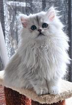 British langhaar, Dieren en Toebehoren, Katten en Kittens | Raskatten | Langhaar, Meerdere dieren, Ontwormd, 0 tot 2 jaar