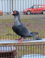 Vrouw gezocht, Vrouwelijk