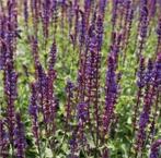 Salie (Salvia nemorosa 'Caradonna') - 40 grote planten, Overige soorten, Volle zon, Vaste plant, Ophalen of Verzenden