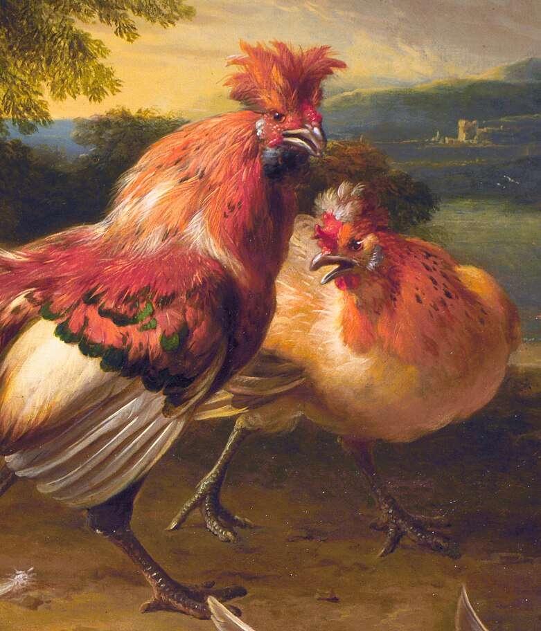 Brabanter hennen kuikens, Dieren en Toebehoren, Pluimvee, Kip, Vrouwelijk