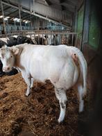 Te koop drachtige dikbil vaars, Vrouwelijk