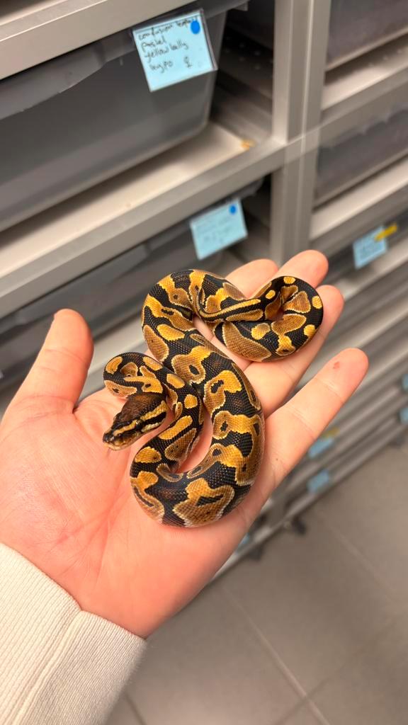1.0 special 100% het clown hypo ball python Ball Python - male for sale from KAS