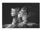 Canvas schilderij leeuwen, Ophalen, Zo goed als nieuw, Schilderij, 75 cm of meer