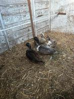 4 Kwakers, Dieren en Toebehoren, Pluimvee, Meerdere dieren, Eend