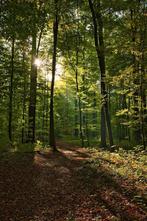 Te koop gevraagd  bosgrond, bos of natuurgrond, Ophalen of Verzenden, Volle zon, Overige soorten
