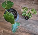 Monstera albo variegata, 3 planten in 1 pot, Ophalen of Verzenden, Overige soorten, Halfschaduw, Minder dan 100 cm