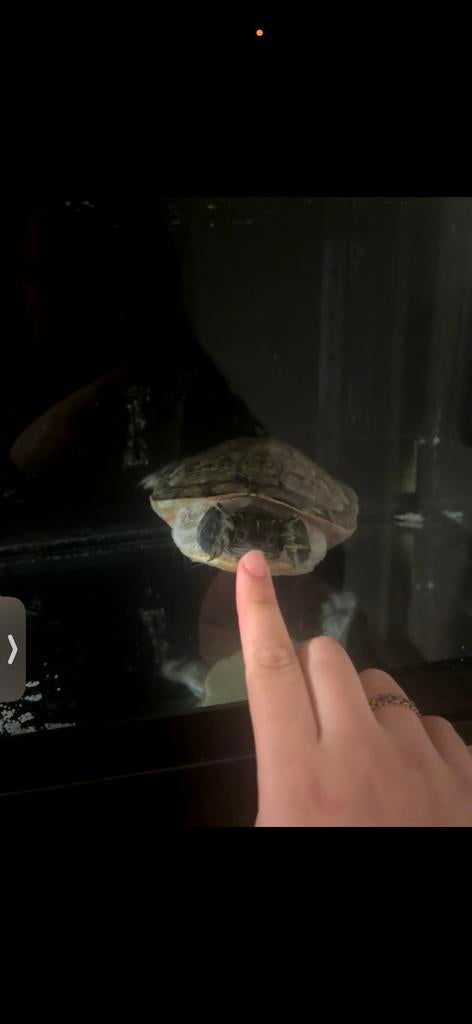 Schildpad met GROOT aquarium, Dieren en Toebehoren, Ophalen, Overige merken, Verwarming, Gevuld zoetwateraquarium