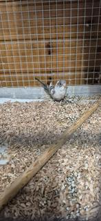 Parkieten, Dieren en Toebehoren, Meerdere dieren, Parkiet