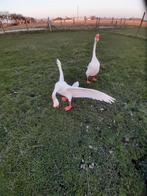 Knobbelgans broed eieren, Geslacht onbekend, Kip