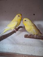 Grasparkieten!, Dieren en Toebehoren, Vogels | Parkieten en Papegaaien, Vrouwelijk, Parkiet