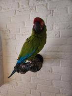 buffon ara die is overleden gevraagd, Geslacht onbekend, Papegaai, Geringd