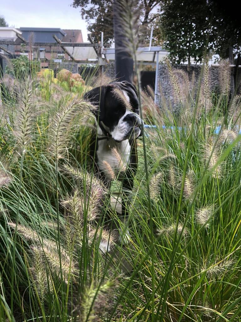 Lampenpoetsersgras, pennisetum hameln 1,50, Tuin en Terras, Planten | Tuinplanten, Ophalen, Volle zon, Vaste plant, Siergrassen