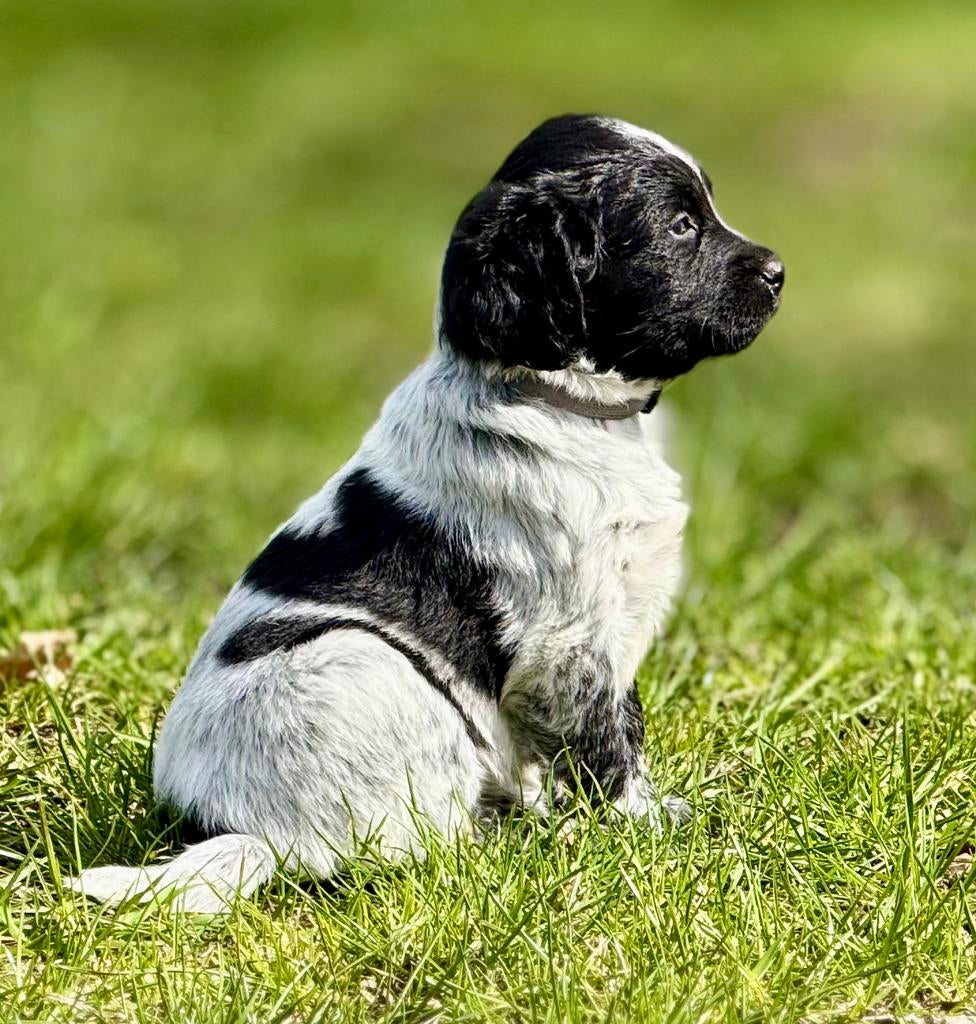 Prachtige Friese Stabij pups!, Dieren en Toebehoren, Parvo, Overige rassen, 8 tot 15 weken, Meerdere