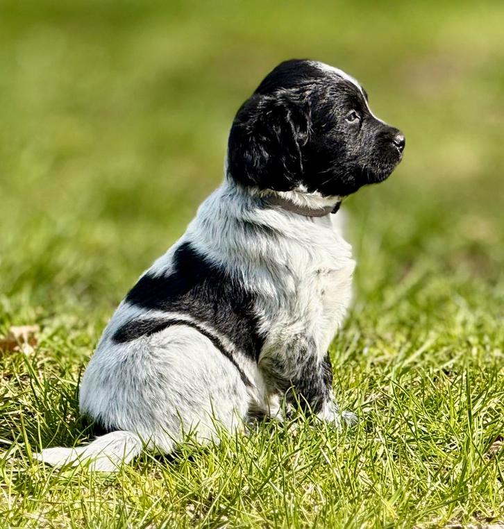 Prachtige Friese Stabij pups!, Dieren en Toebehoren, Honden | Retrievers, Spaniëls en Waterhonden, Meerdere dieren, Overige rassen