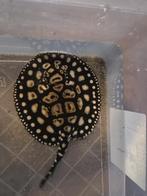 Potamotrygon p14 - BD - Henlei Hybride (3st), Vis