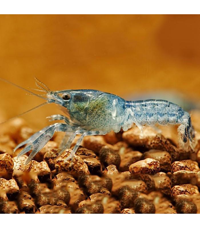 Cambarellus Diminitus, Kreeft, Krab of Garnaal
