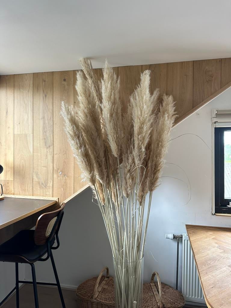 Bohemian Pampas Pluimen - 200 cm (24 stuks), Ophalen, Zo goed als nieuw