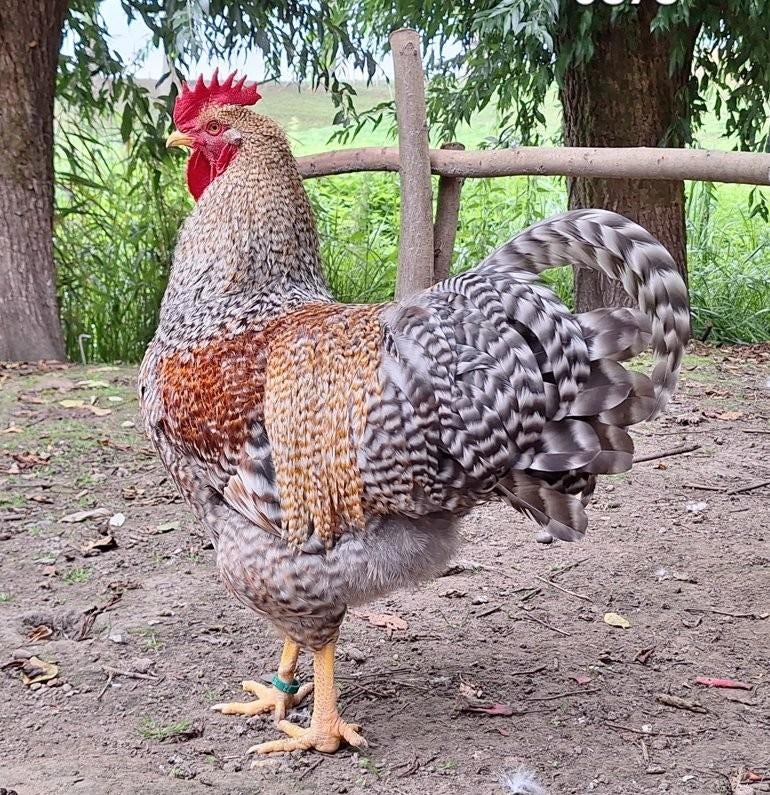 Mooie, jonge Bielefelder haan., Mannelijk, Kip