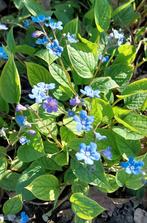 Vergeet mij nietje, Ophalen, Volle zon