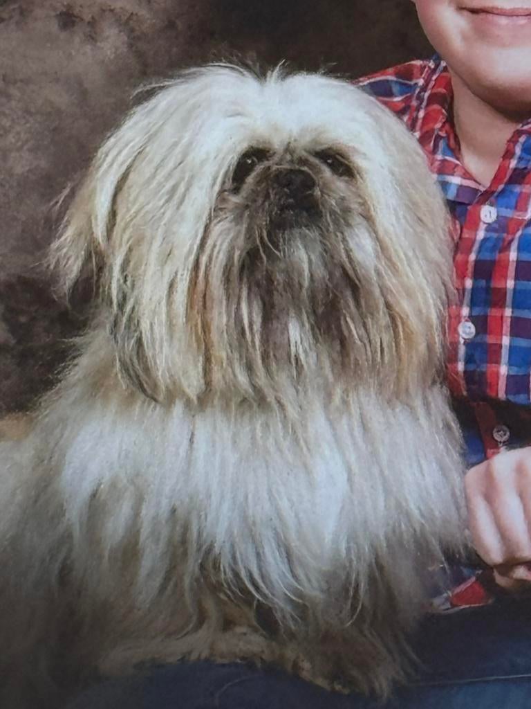 Dekreu aangeboden Shih Zhu x Pekinees, Dieren en Toebehoren, Reu, 1 tot 2 jaar, Parvo, Eén hond