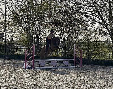 Lieve & talentvolle D pony merrie!, Dieren en Toebehoren, Pony's, B, Springpony, 3 tot 6 jaar, D pony (1.37m tot 1.48m)
