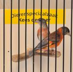 Koppel pastel kapoetsensijzen, Meerdere dieren, Geringd