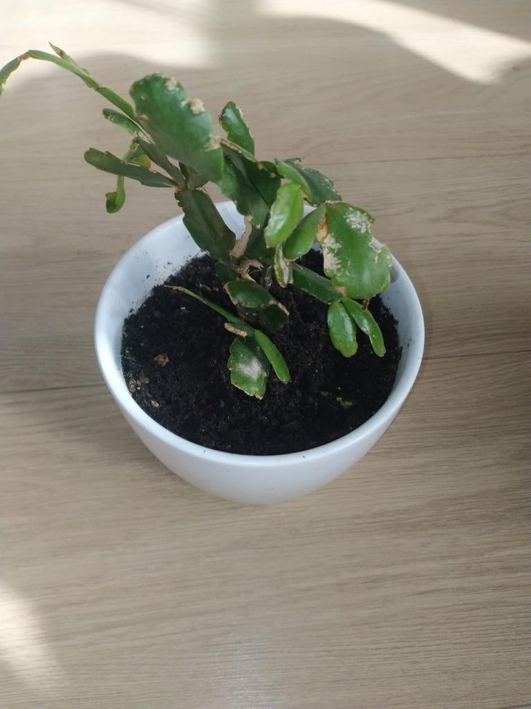 Lidcactus, Ophalen, Halfschaduw