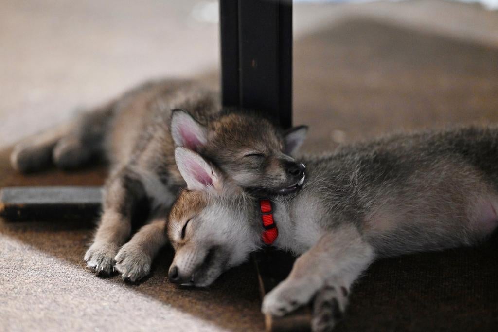 Amerikaanse Wolfhond Puppy’s, 8 tot 15 weken, Meerdere, Meerdere dieren, Nederland