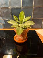 Mother of thousands, Huis en Inrichting, Kamerplanten, Ophalen, Halfschaduw, Minder dan 100 cm