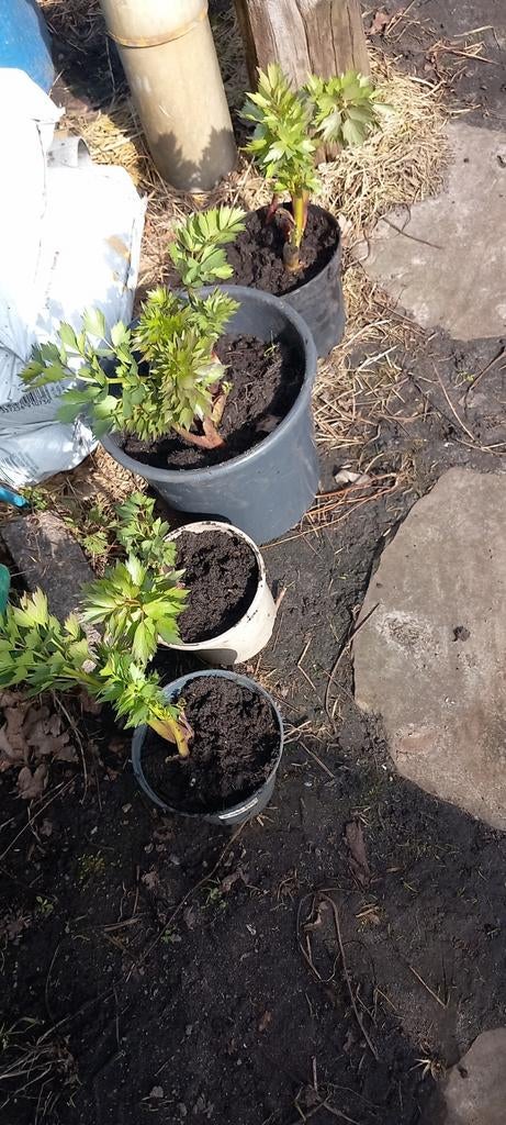 Maggiplant (Lavas) - Verse kruidenplanten, Ophalen