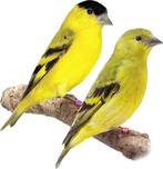 Yarrelsijzen, Meerdere dieren, Tropenvogel, Geringd