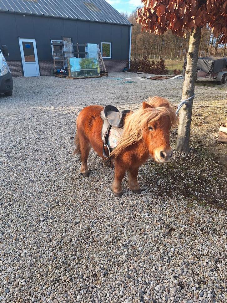 Pony shetlander., Dieren en Toebehoren, Paarden en Pony's | Overige Paardenspullen, Ophalen