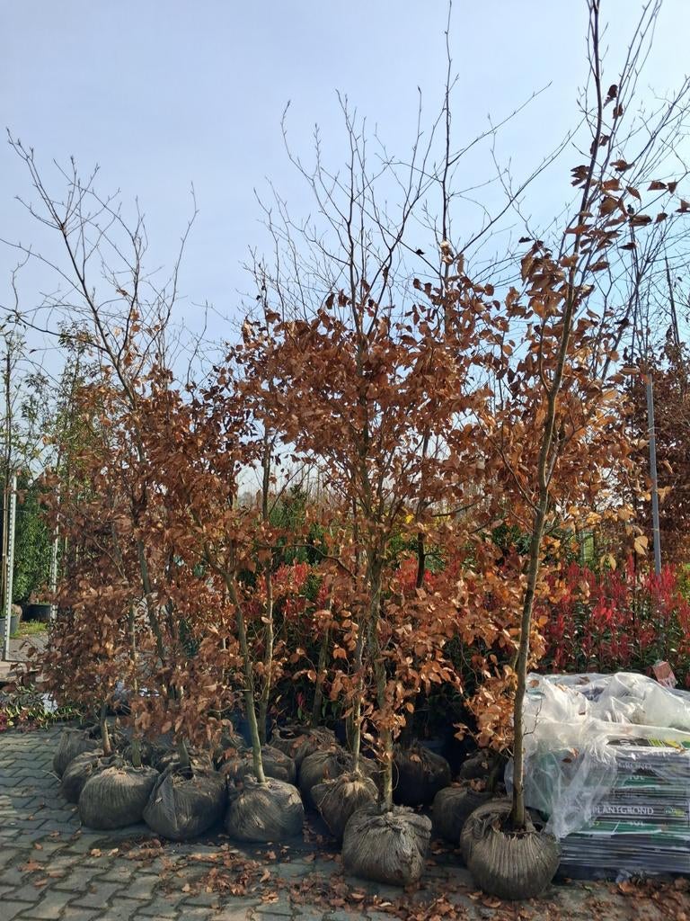 Rode beuken bomen!! Actie nu €40,- pst fagus sylvatica atrop, Tuin en Terras, Planten | Bomen, In pot, Halfschaduw, 250 tot 400 cm
