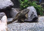 MOOIE L075 L-NUMMER PLECO TE KOOP!!!, Vis, Zoetwatervis, Schoolvis