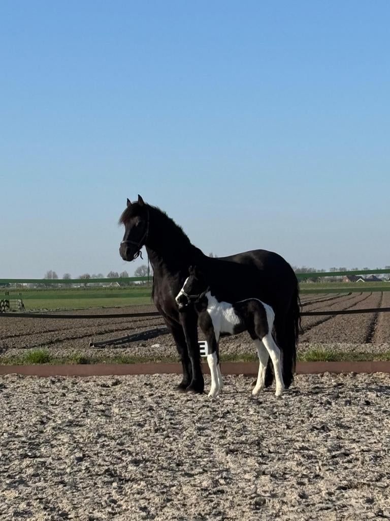 Barock Pinto hengst veulen. Imperium Bp97 x Tsjalle 454, Dieren en Toebehoren, Minder dan 160 cm, Niet van toepassing, Dressuurpaard