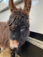 Mini ezel hengst, Dieren en Toebehoren, Overige Dieren, Augustus, Mannelijk