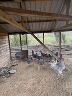 Noord Hollandse blauwe groot, Dieren en Toebehoren, Pluimvee, Vrouwelijk, Kip