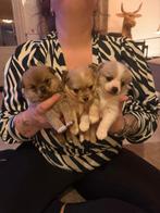 Pomchi puppy’s, Dieren en Toebehoren, Honden | Chihuahua's en Gezelschapshonden, Overige rassen, 8 tot 15 weken, Parvo, Meerdere